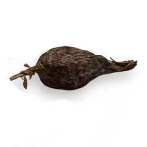 Fava de Ataré Fruto Africano Para Rituais Religiosos 7 cm