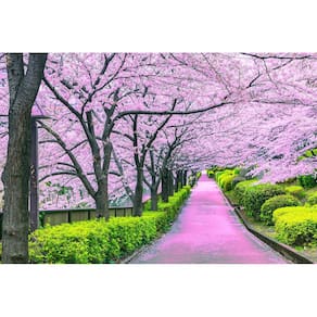 Quebra-cabeça Toynk Cherry Blossom Bliss Tokyo 1000 peças