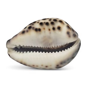 Concha de Tigre Cypraea Natural Búzios 7 cm Unidade