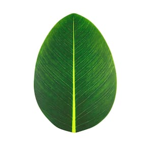 Lugar Americano de Eva Folha Verde 47cm Lyor