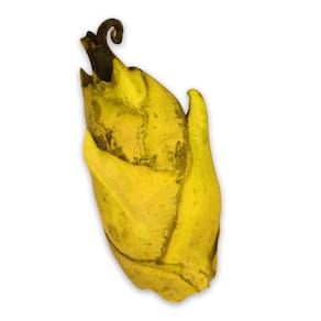 Fava Flor de Oxum Ligação a Espiritualidade Tipo 2 - Unidade