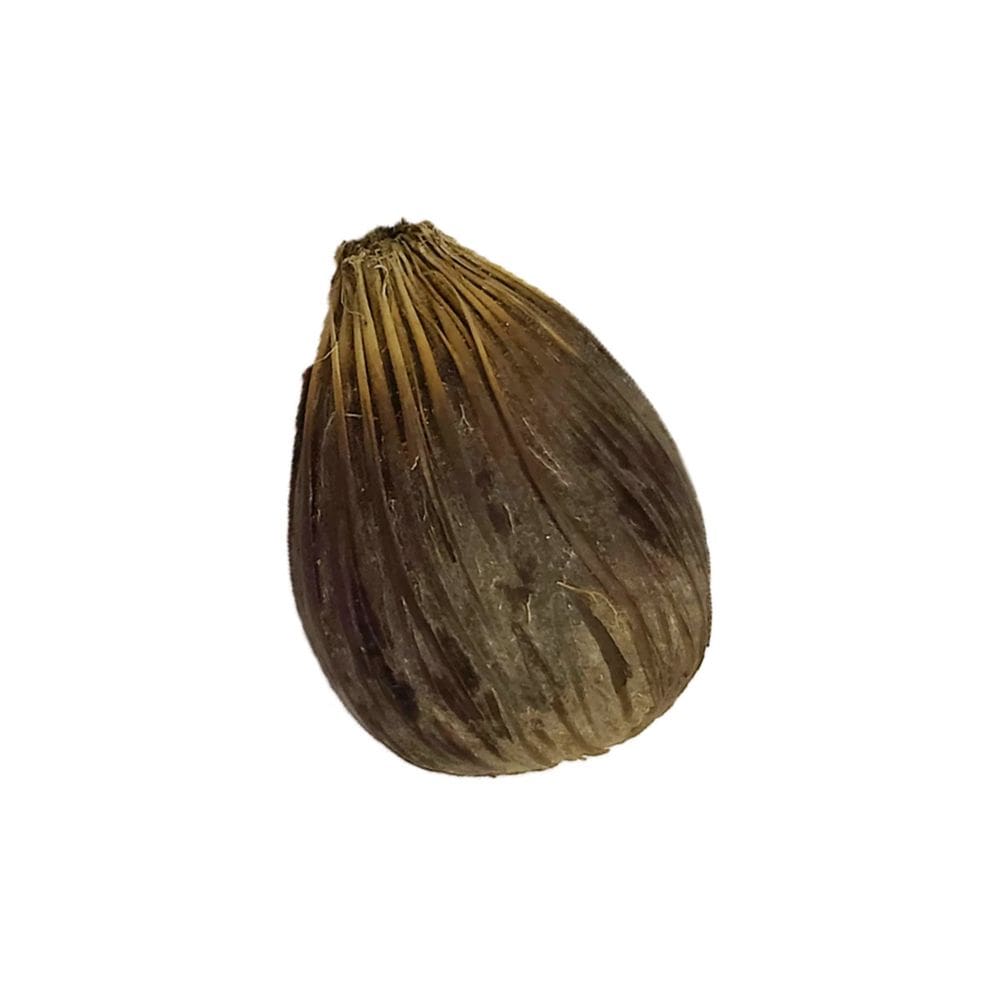 Ikin Ifa Noz Africana da Palmeira de Dendê Unidade