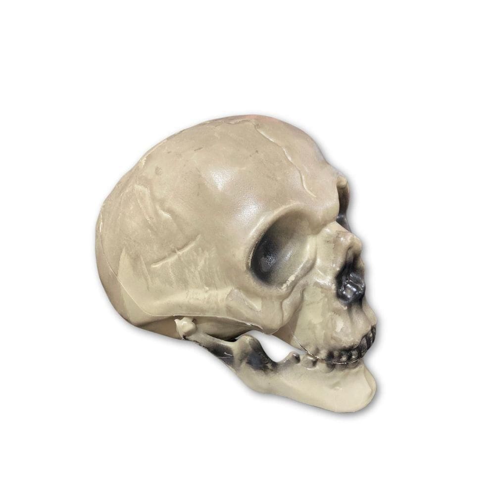 Crânio De Plástico Realista Com Mandíbula