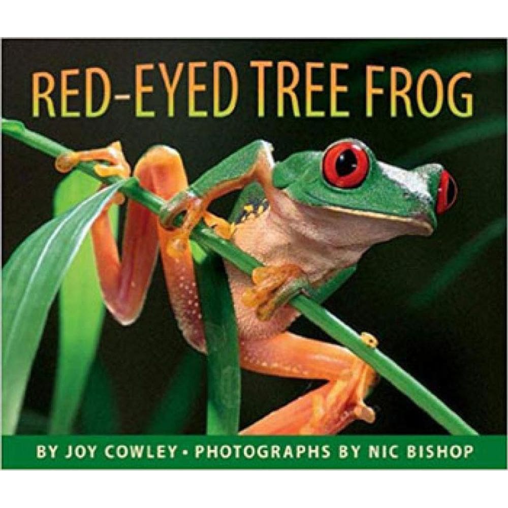 Red-Eyed Tree Frog