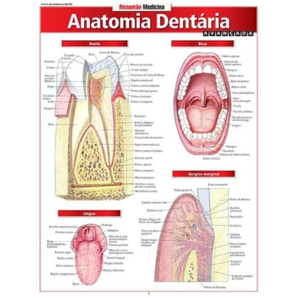 Anatomia Dentária Avançada