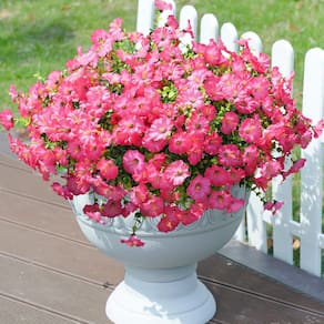 Flores artificiais Ivydale Morning Glory com eucalipto x12