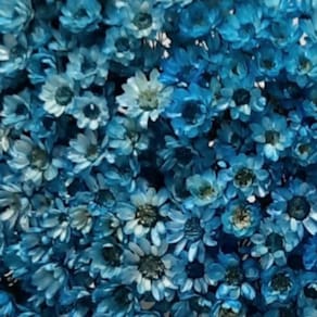 1KG - Flores Sempre Vivas Natural e Desidratado