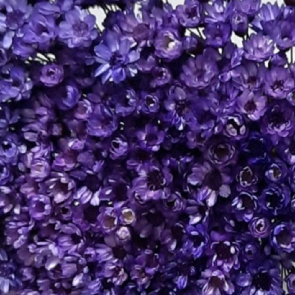 1000 Flores  Sempre Vivas - Coloridas