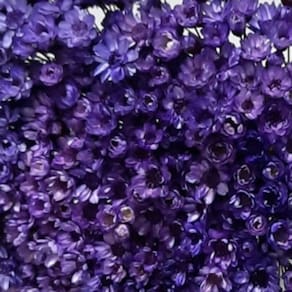 1000 Flores  Sempre Vivas - Coloridas