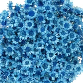 250 Flores  Sempre Vivas - Coloridas
