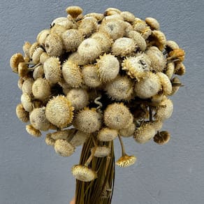 Flor sempre Viva - Botão Girassol - Natural e Desidratado