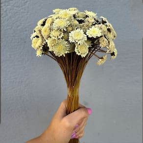 Flor sempre Viva - Botão Especial - Natural e Desidratado