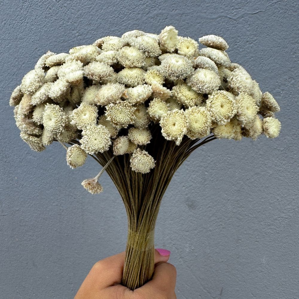 Flor sempre Viva - botão gigante - Natural e Desidratado
