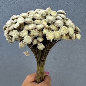 Flor sempre Viva - botão gigante - Natural e Desidratado