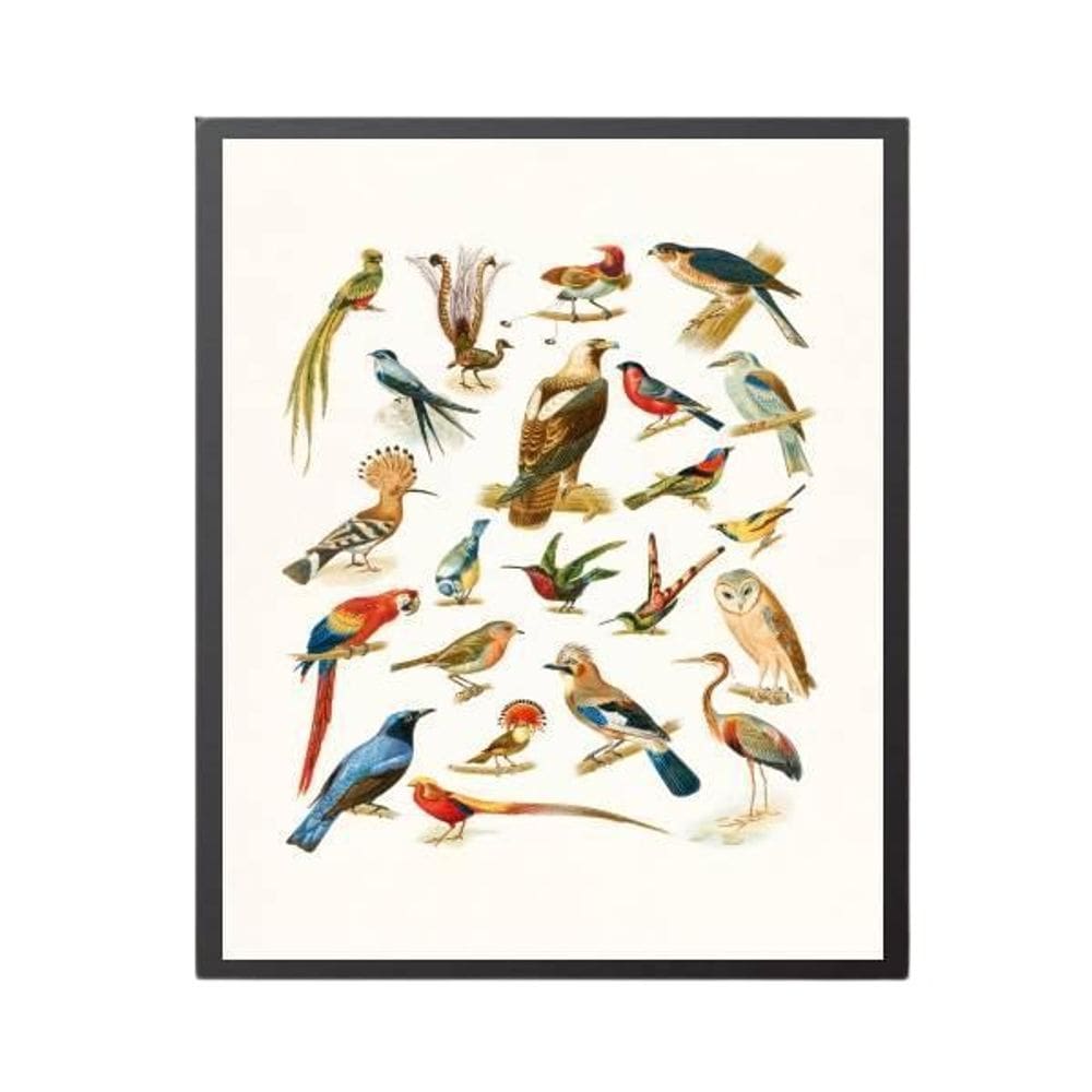 Quadro Decorativo Espécies De Passarinhos Com Vidro 24X18Cm