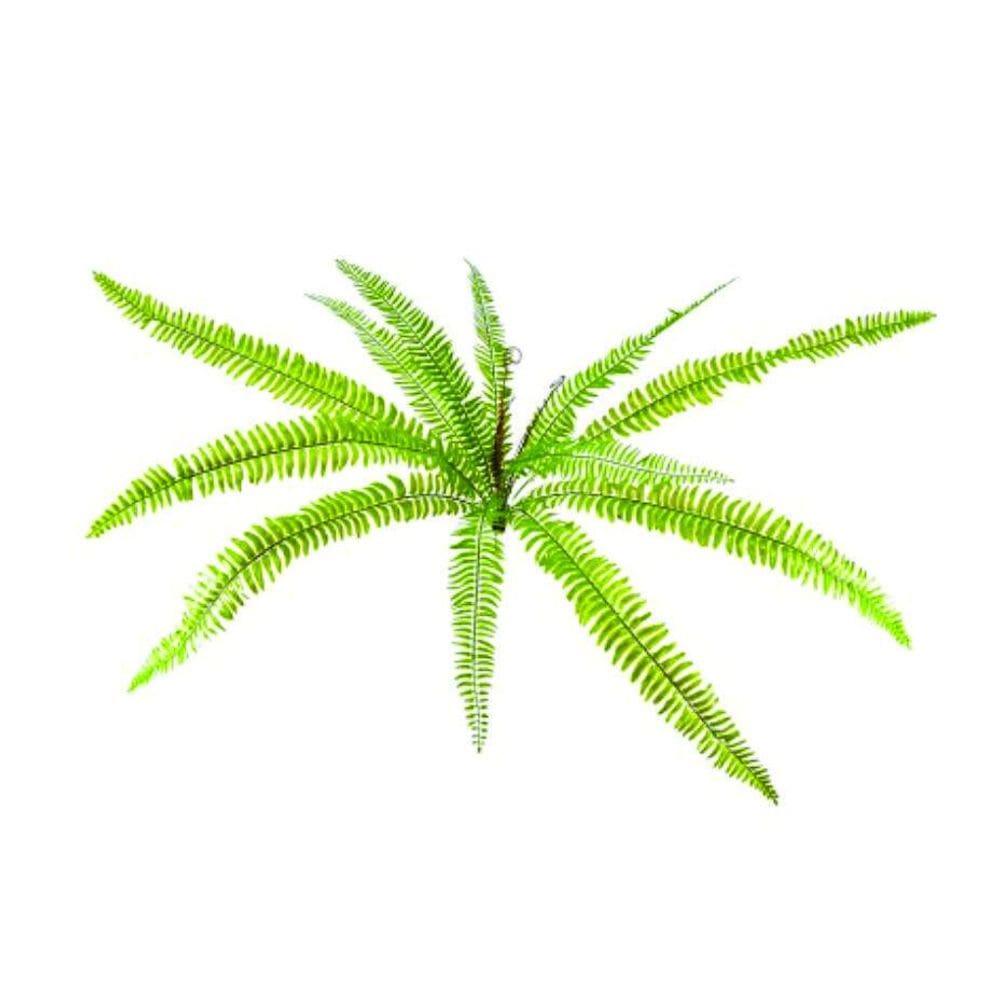 Buque Samambaia Americana 70Cm C15  9605003