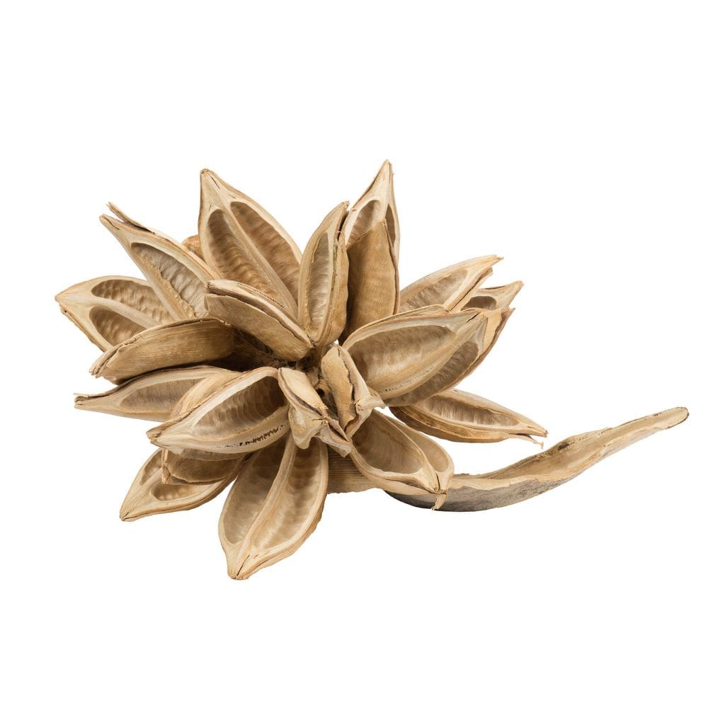 Star Pod decorativo branqueado Vickerman Extra Large 12-16 cm
