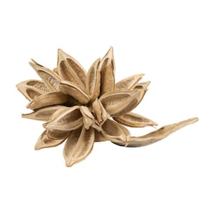 Star Pod decorativo branqueado Vickerman Extra Large 12-16 cm