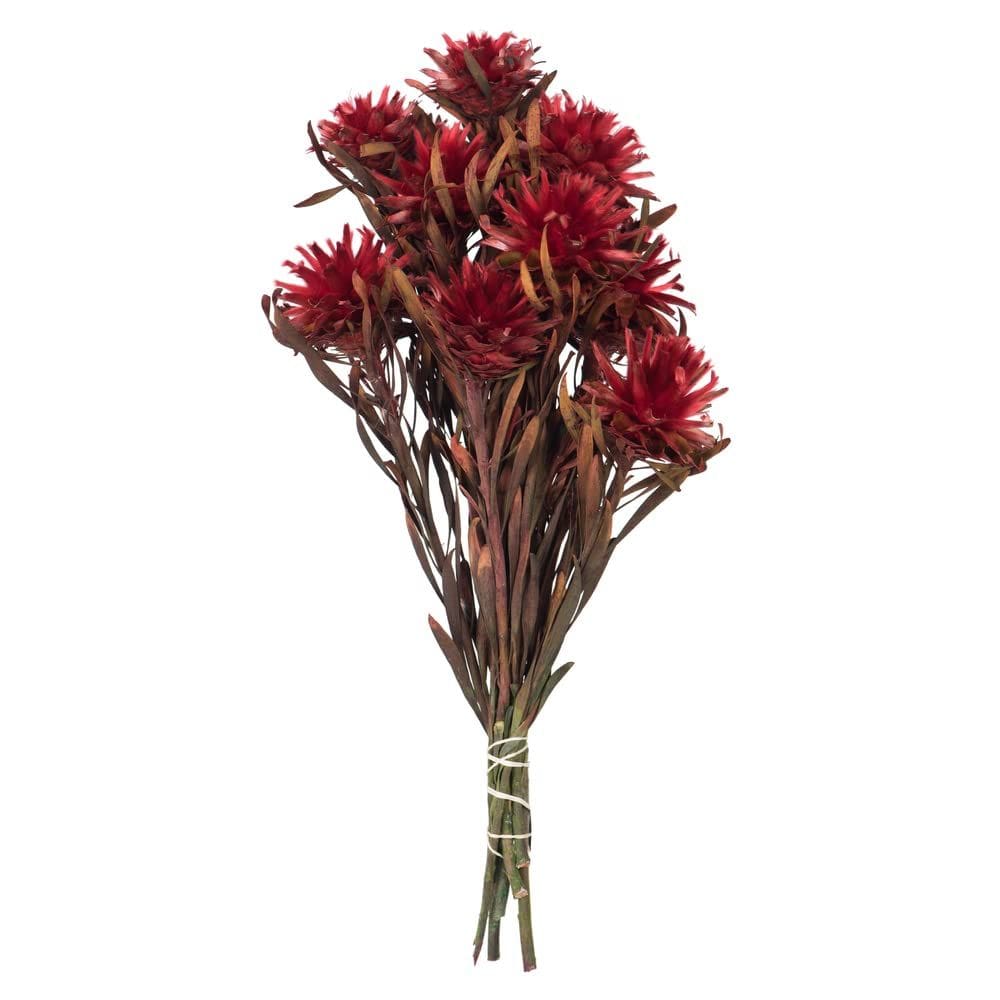 Planta preservada Vickerman Red Plumosum 8-20 cm com 8 cabeças