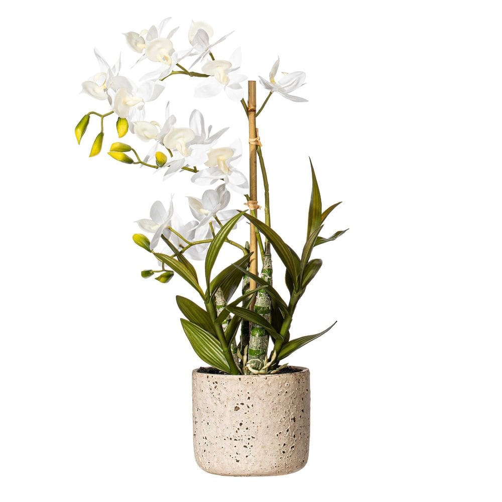 Cycnoches em vasos artificiais Orchid Vickerman Everyday 19\"