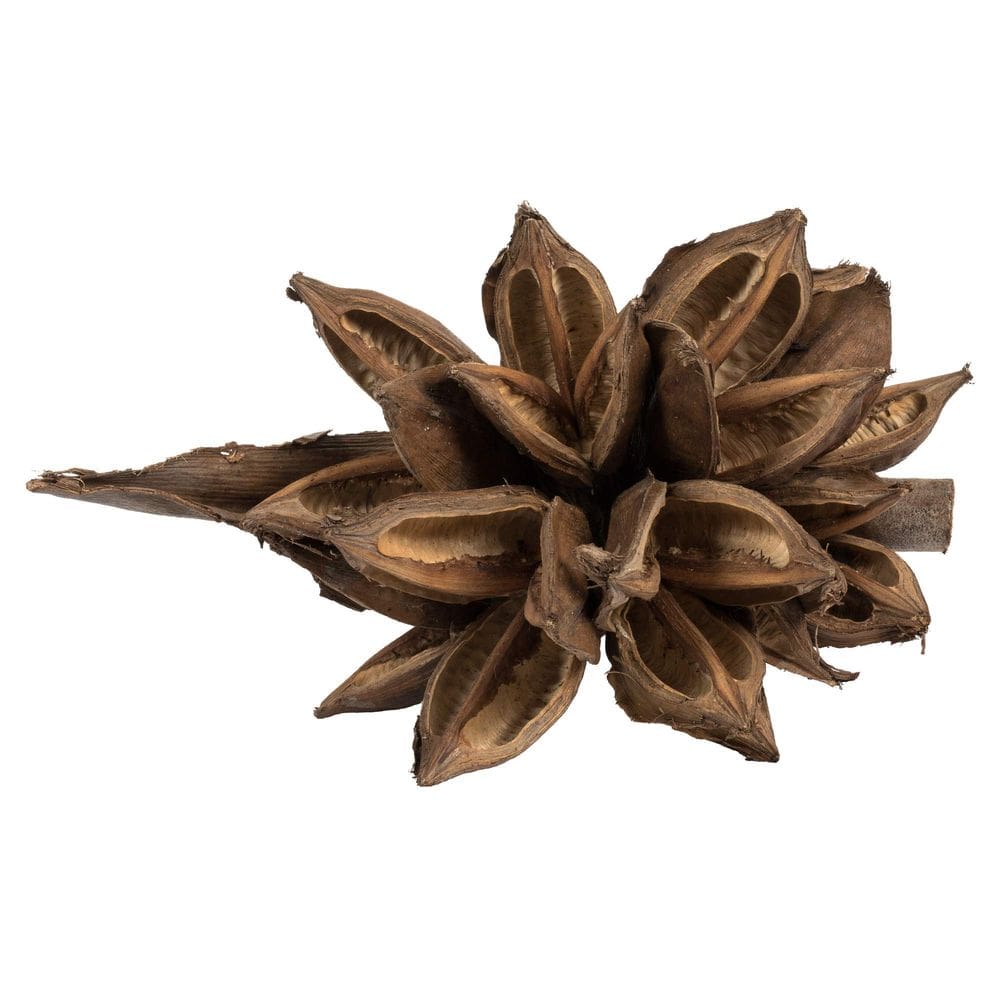 Planta sintética decorativa Vickerman Natural Star Pod 6-11 cm