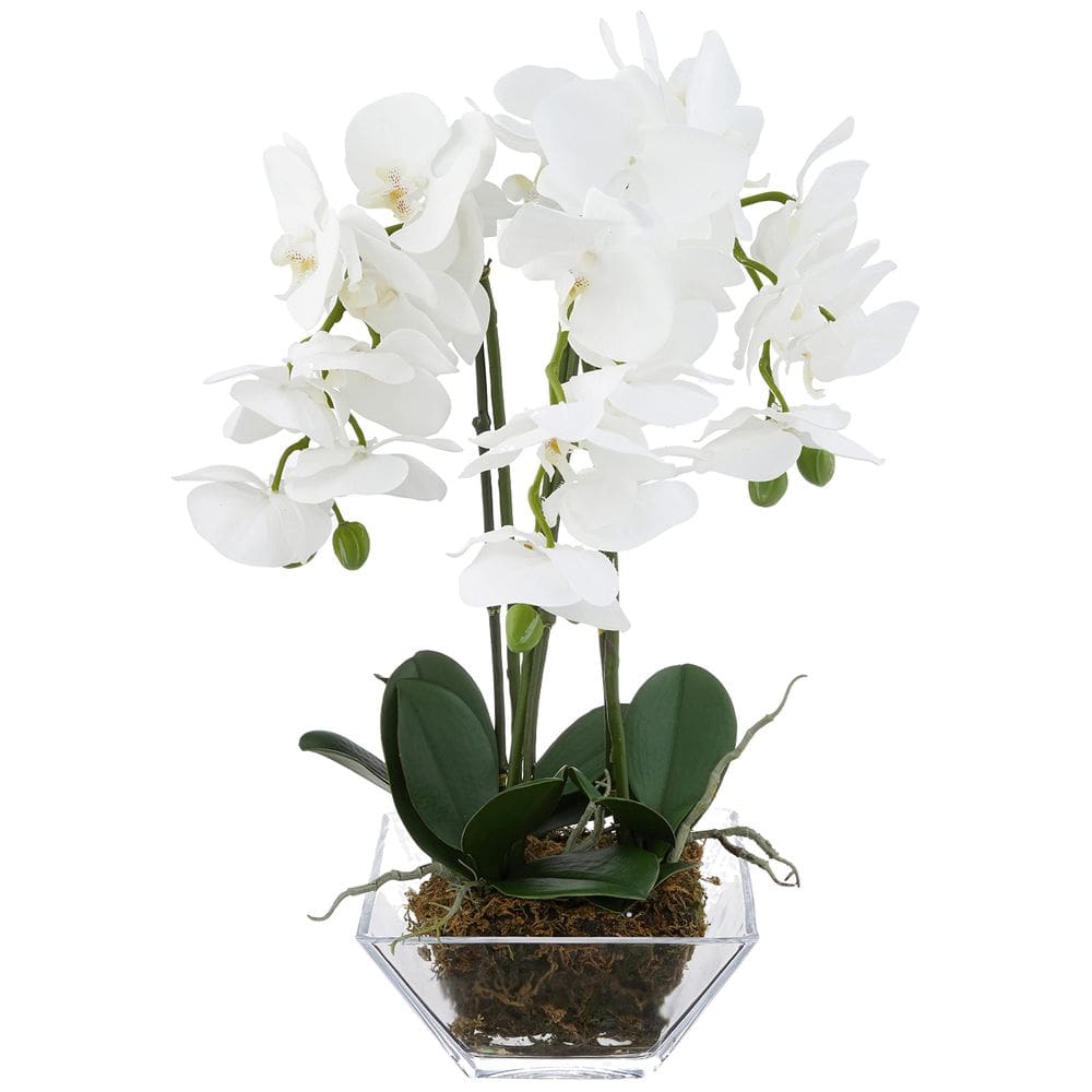 Orquídea Phalaenopsis tripla quase natural de planta artificial