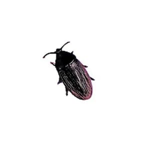 Pegadinha Barata Falsa