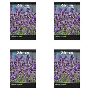 Kit De Sementes Alfazema Ou Lavanda Feltrin 4 Unid