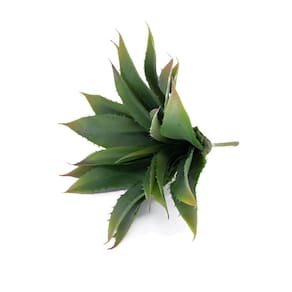 Folha Artificial Agave Com Raiz X21 Para Arranjos Verde 25 Cm F04 - D`rossi