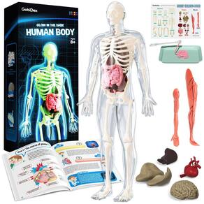 Modelo de anatomia: esqueleto de corpo humano GobideX, 40 peças, mais de 8 anos