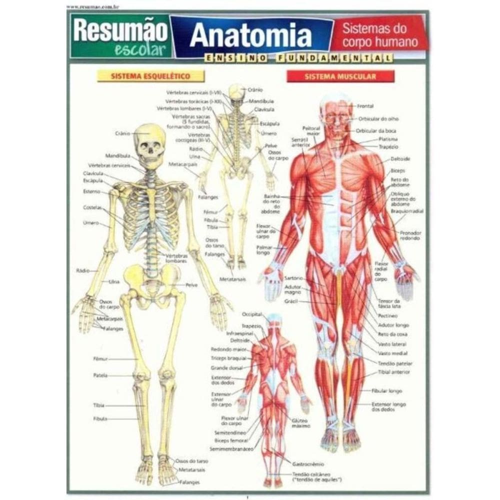 Resumao Escolar - Anatomia