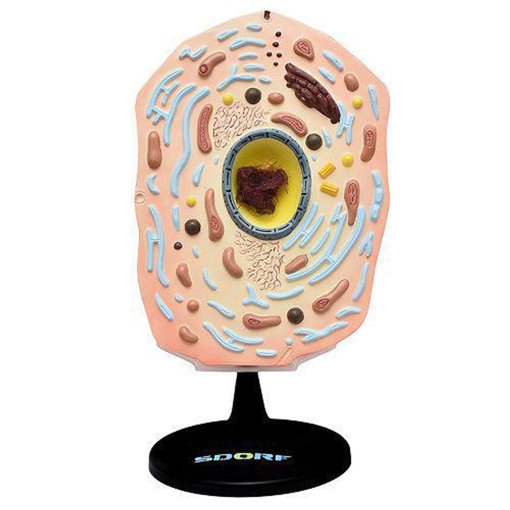 Célula Vegetal Ampliada 20.000X