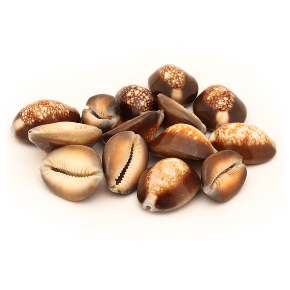 Búzio Africano Marrom Fechado Natural Espiritual Unidade