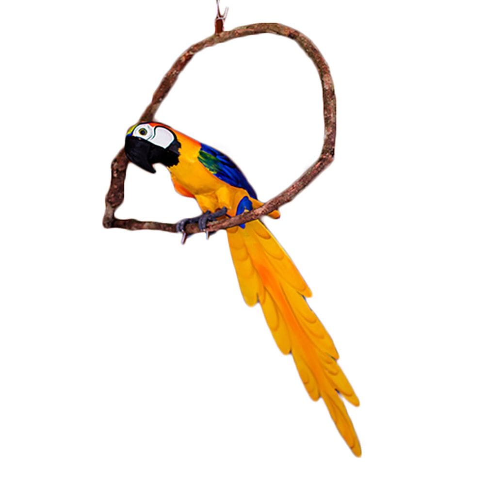 Arara Canindé de Madeira