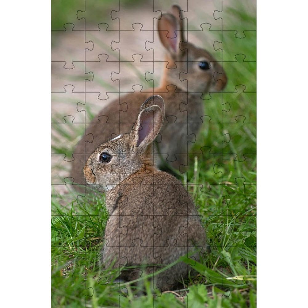 Kit 2 Quebra-Cabeça Inclusivos Beleza Dos Coelhos Em 40
