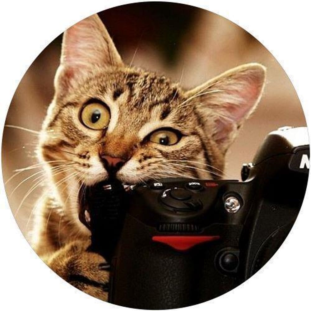 Capa De Estepe Ecosport Aircross Gato E Camera