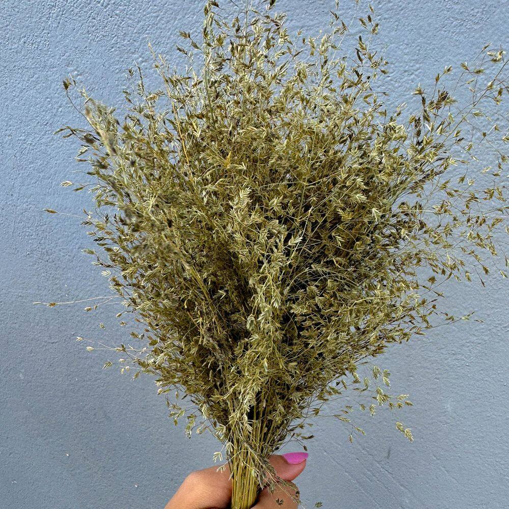 Capim Carrapatinho - Sempre vivas - Natural e Desidratado