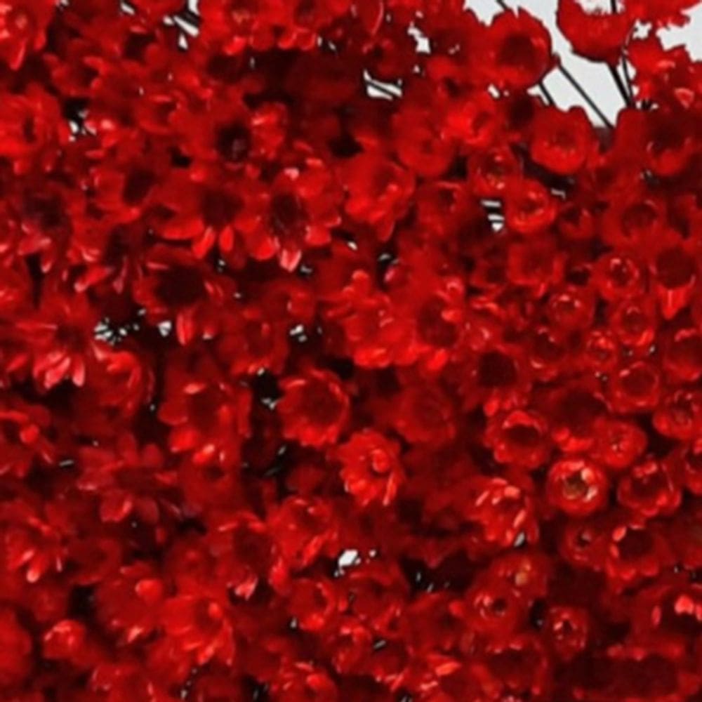 250 Flores  Sempre Vivas - Coloridas