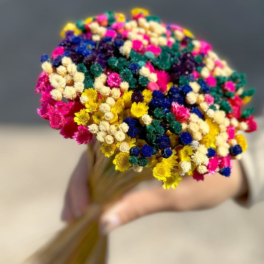 Flores Jazidas Sempre vivas coloridas Natural e Desidratado