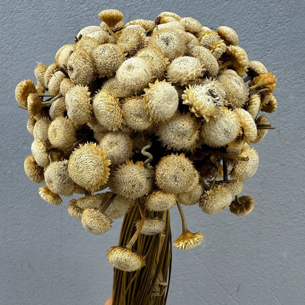 Flor sempre Viva - Botão Girassol - Natural e Desidratado