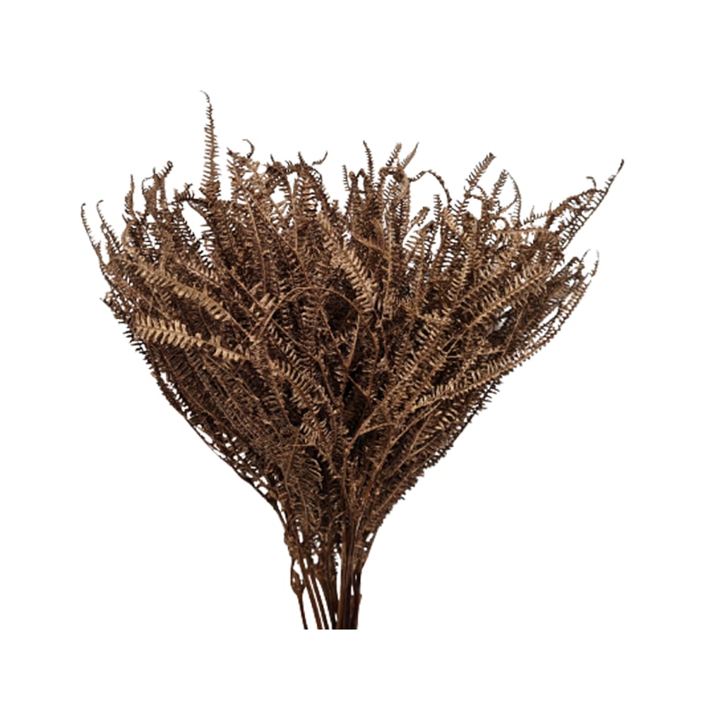 Capim Samambaia - Sempre vivas - Natural e Desidratado