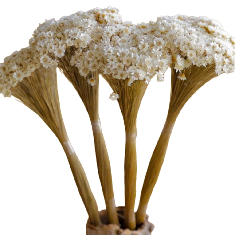 1000 Flores - Sempre Viva - Natural