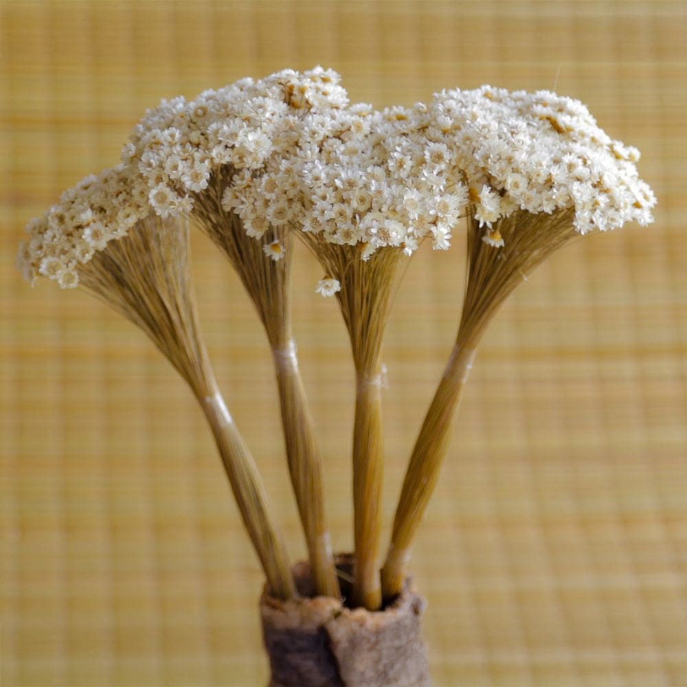 4000 Flores - Sempre Viva - Natural