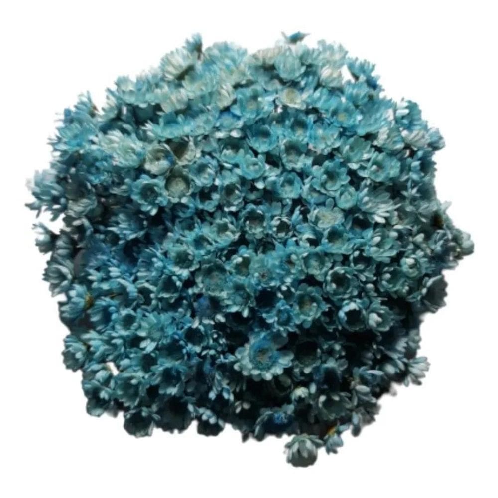 Flores Sempre Viva 500 Un. Azul Claro Lembranci. Decoração.