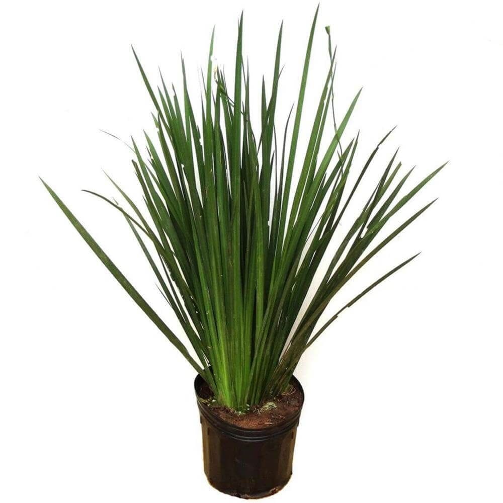 Planta Natural Moreia