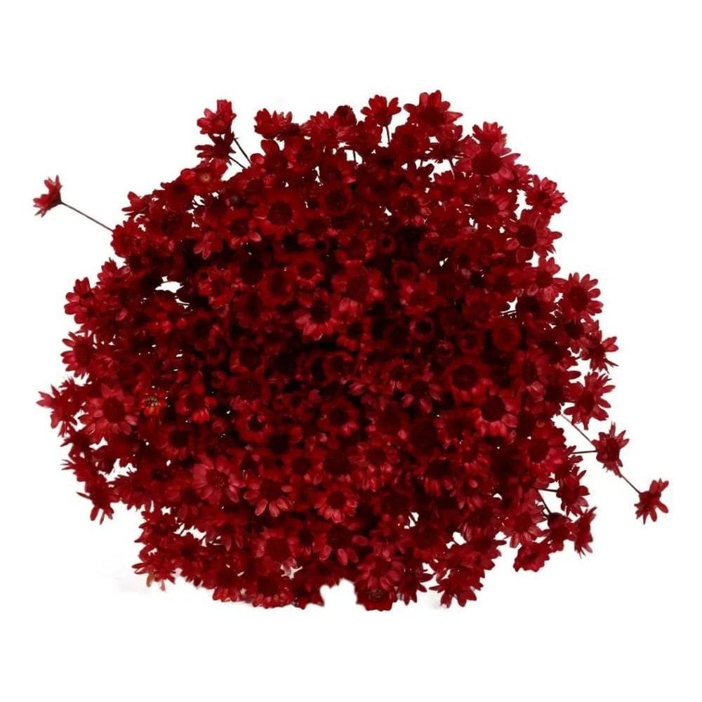 Flor Desidratada Sempre Viva C/600Un Marsala Decoração Festa