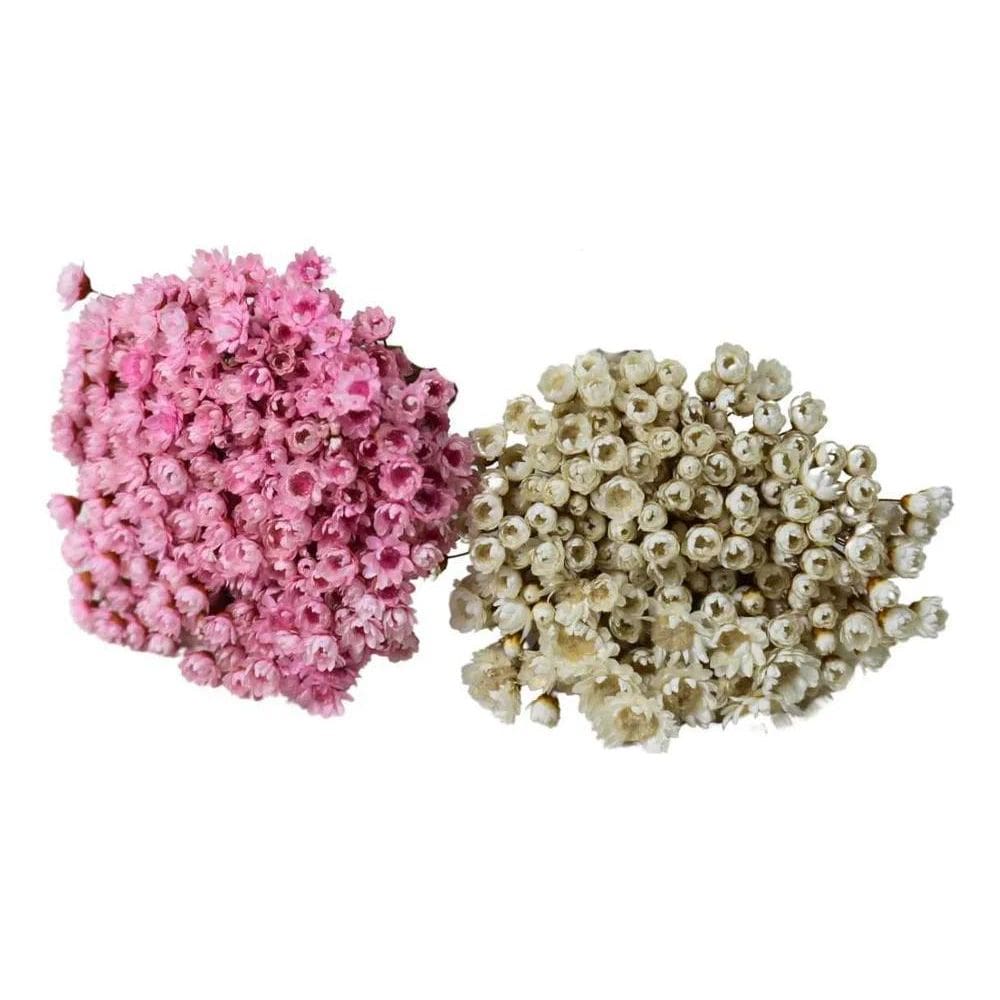 2 Sempre Vivas Florzinha Rosa E Branca Flores Desidratadas