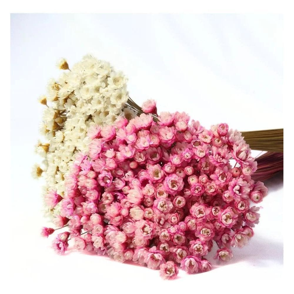2 Sempre Vivas Florzinha Rosa E Branca Flores Desidratadas
