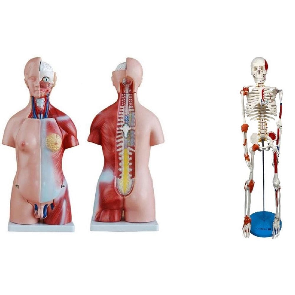 Torso Bissexual De 45 Cm + Esqueleto De 85 Cm Com Ligamentos