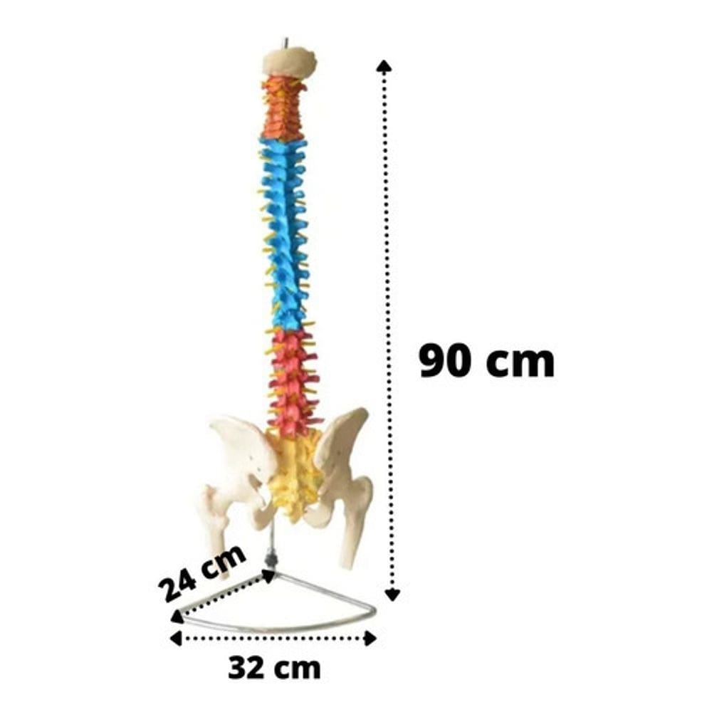 Coluna Vertebral Cabeça Femur Base Flexivel Esqueleto 90Cm